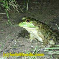 /home//u458753944/public_html/sourcegallery//Frogs/More bullfrogs/P6080129.JPG